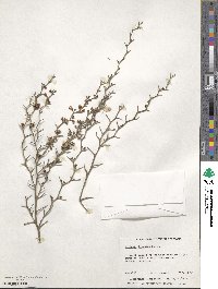 Image of Daviesia flexuosa
