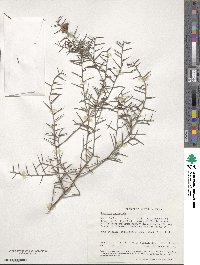 Daviesia incrassata image