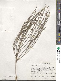 Daviesia juncea image