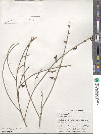 Daviesia juncea image