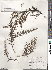 Daviesia pectinata image