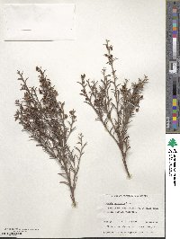 Daviesia pectinata image