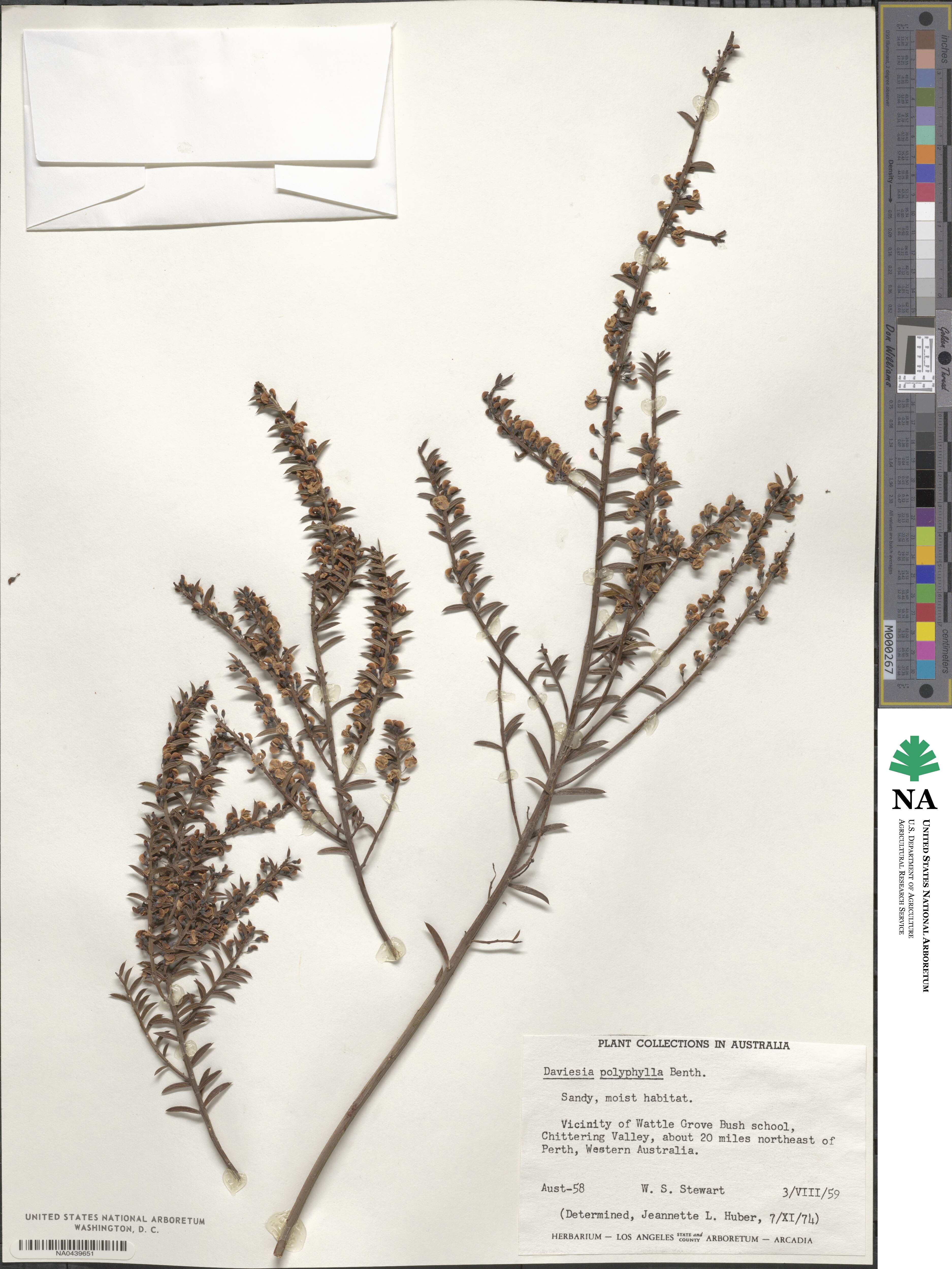 Daviesia polyphylla image