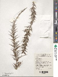 Daviesia ulicifolia subsp. ulicifolia image