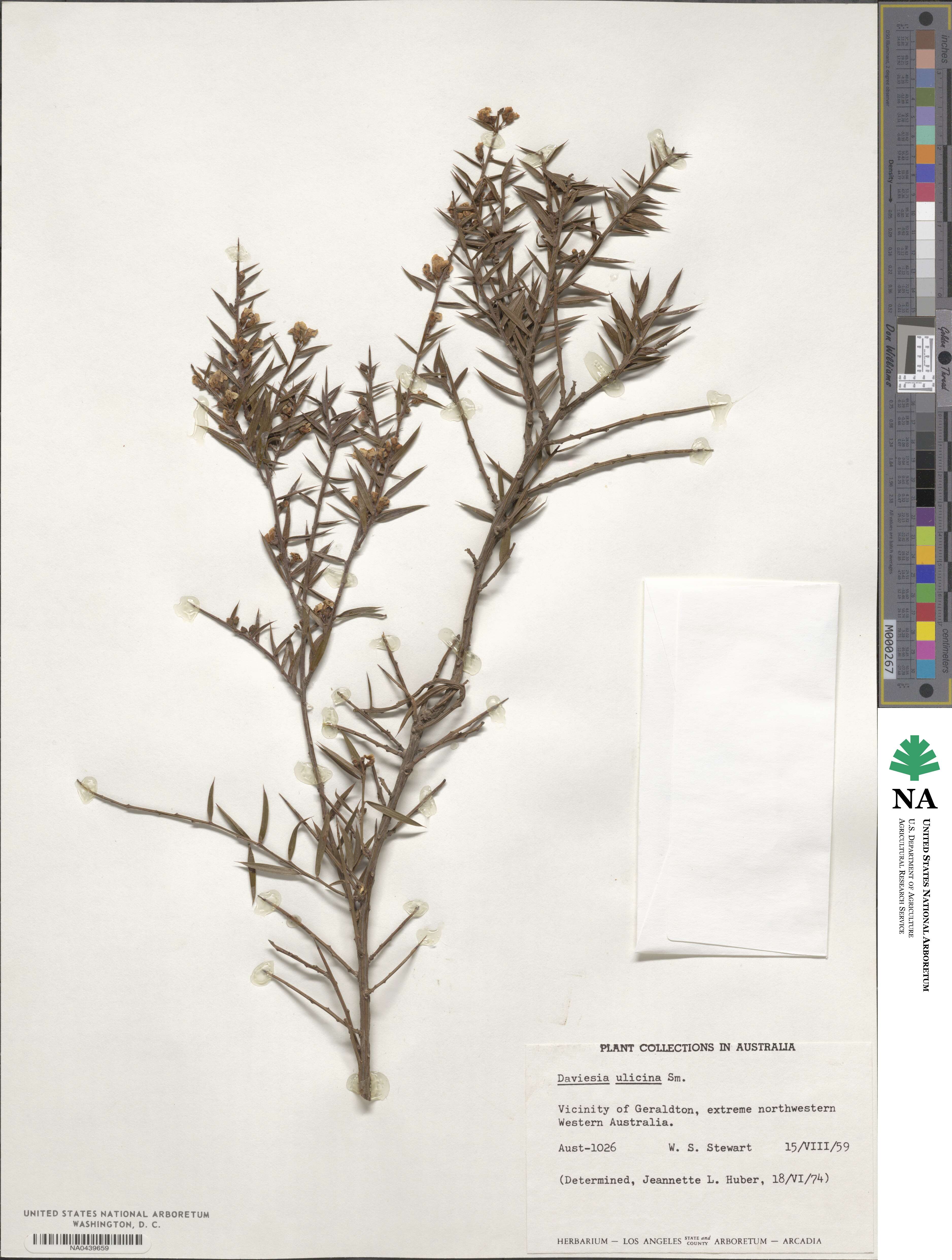 Daviesia ulicifolia subsp. ulicifolia image
