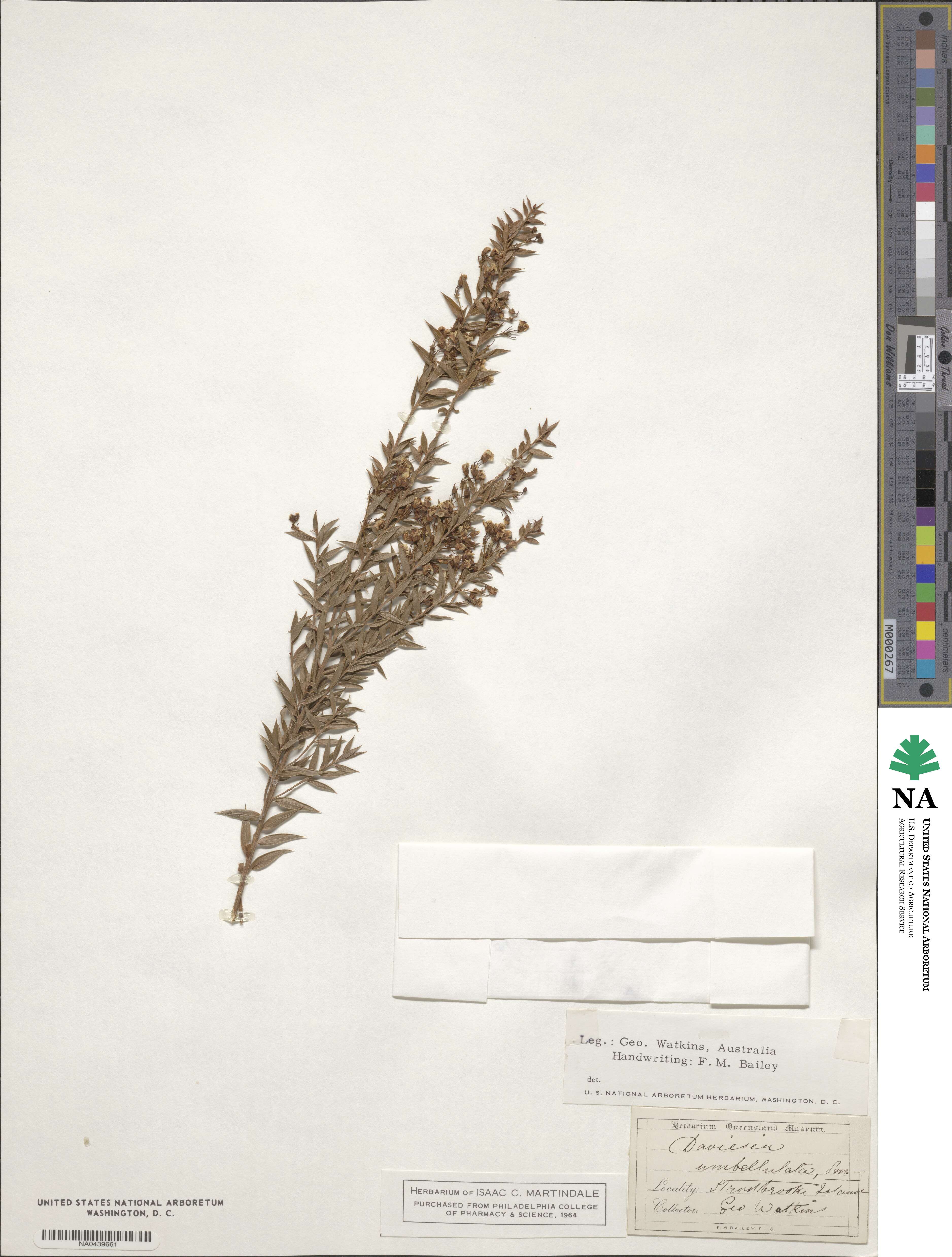 Daviesia umbellata image