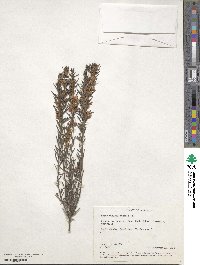 Aotus ericoides image