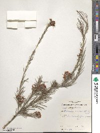 Image of Pultenaea acerosa