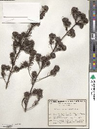 Image of Pultenaea echinula