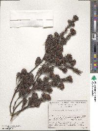 Pultenaea echinula image