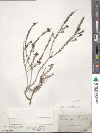 Pultenaea empetrifolia image