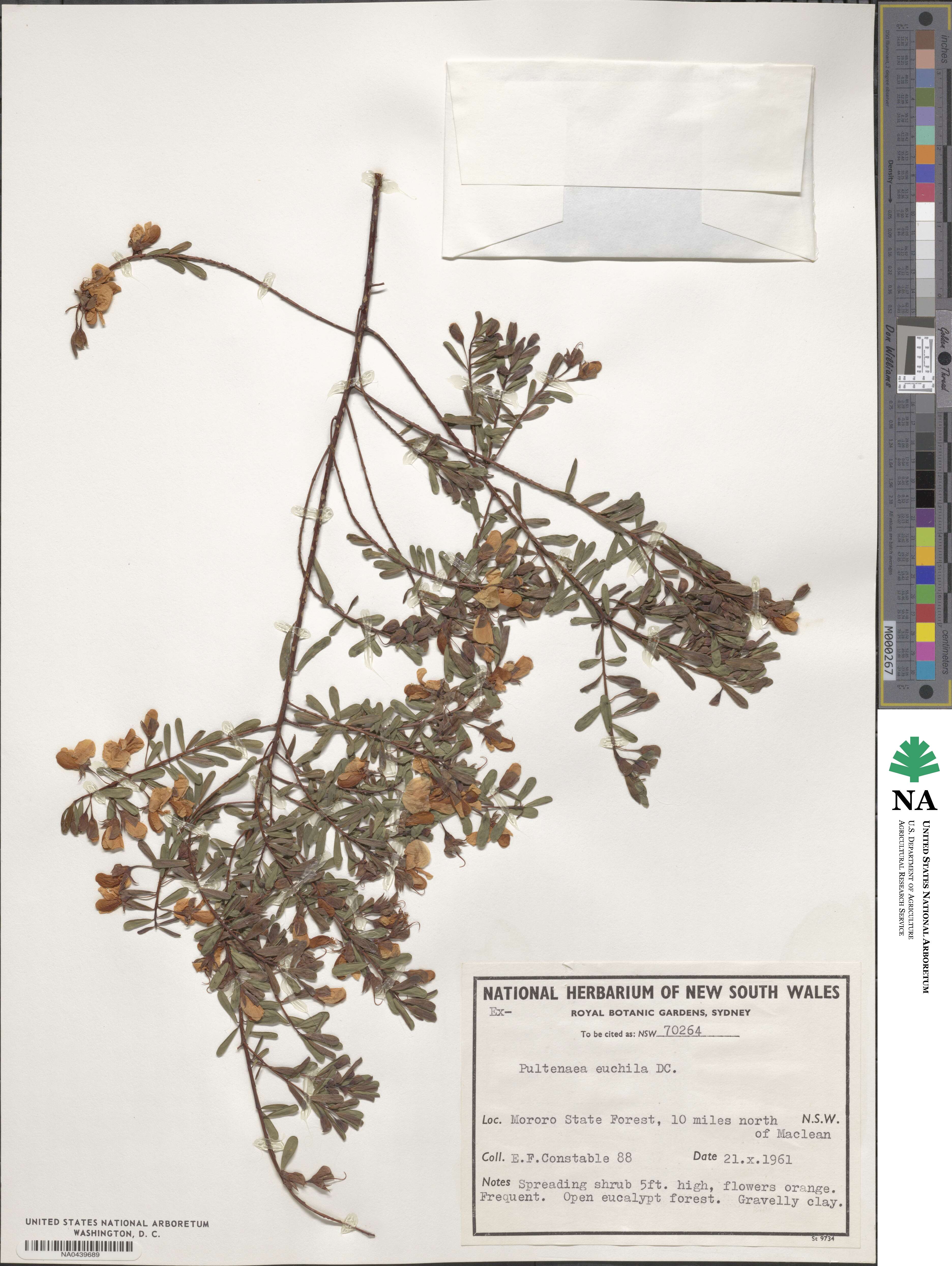 Pultenaea euchila image