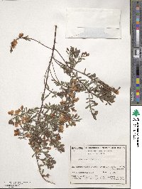 Image of Pultenaea euchila