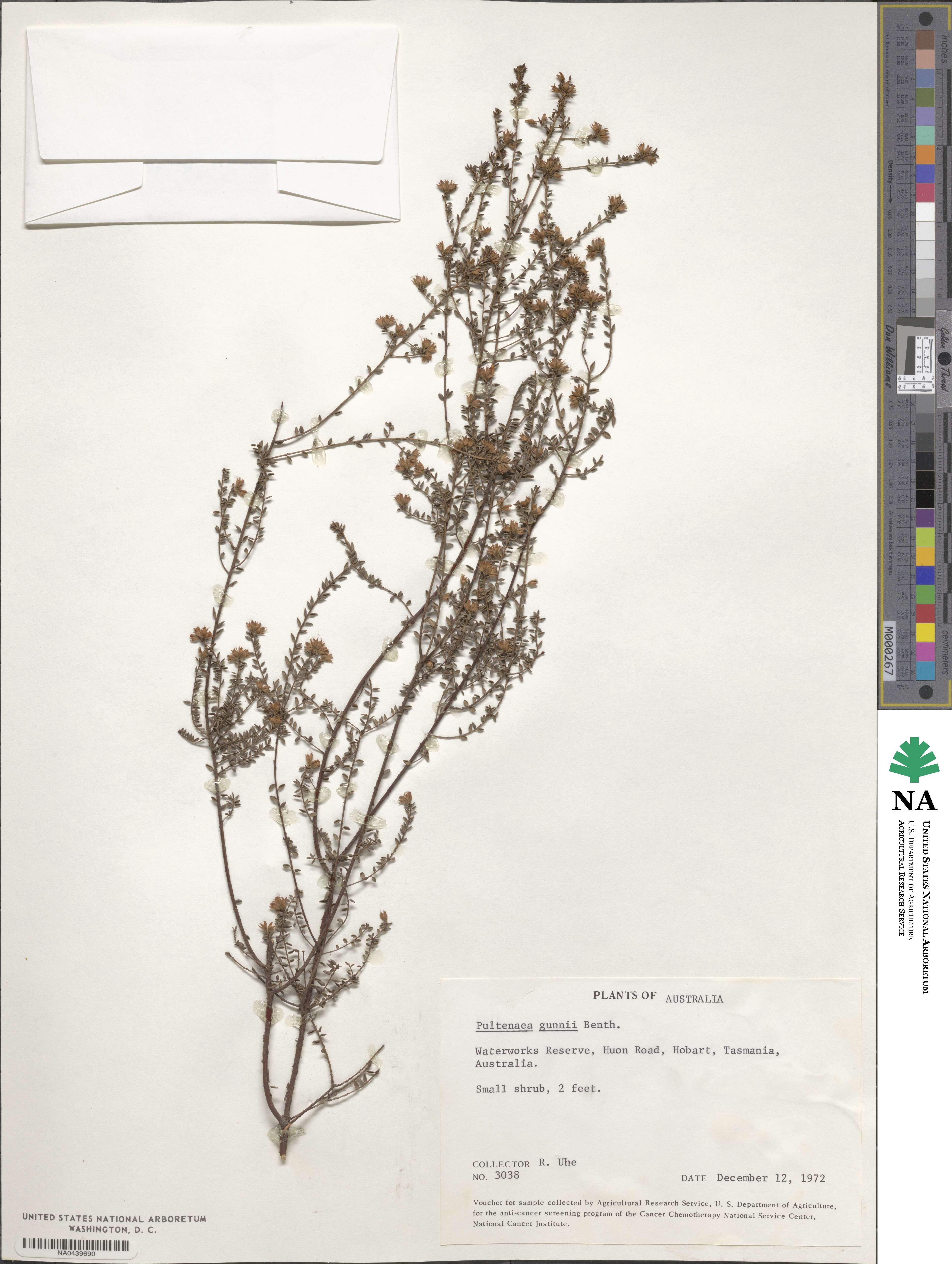 Pultenaea gunnii image