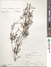 Pultenaea gunnii image