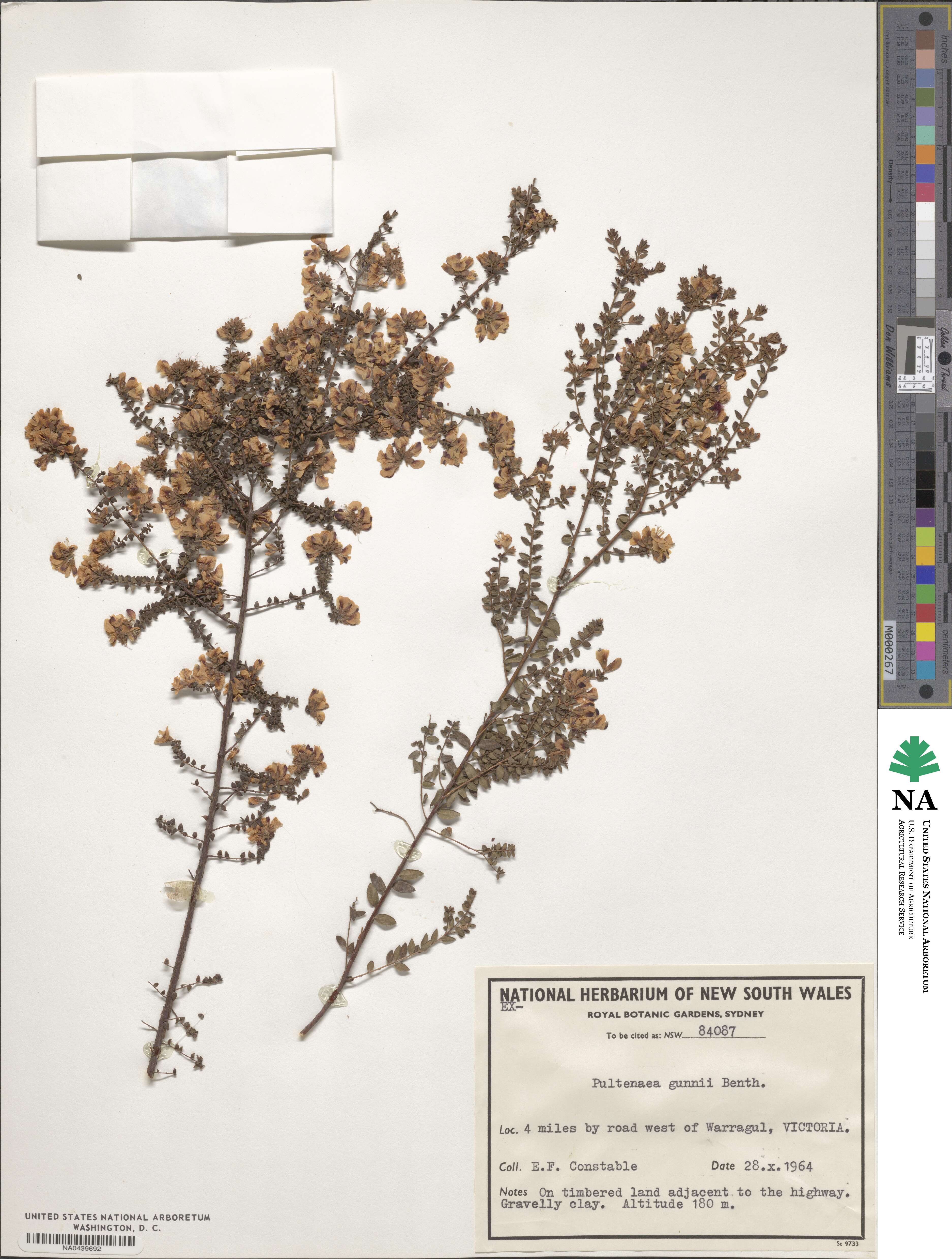 Pultenaea gunnii image