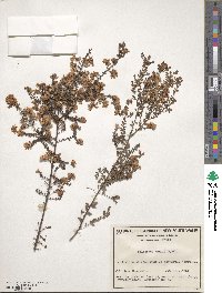 Pultenaea gunnii image