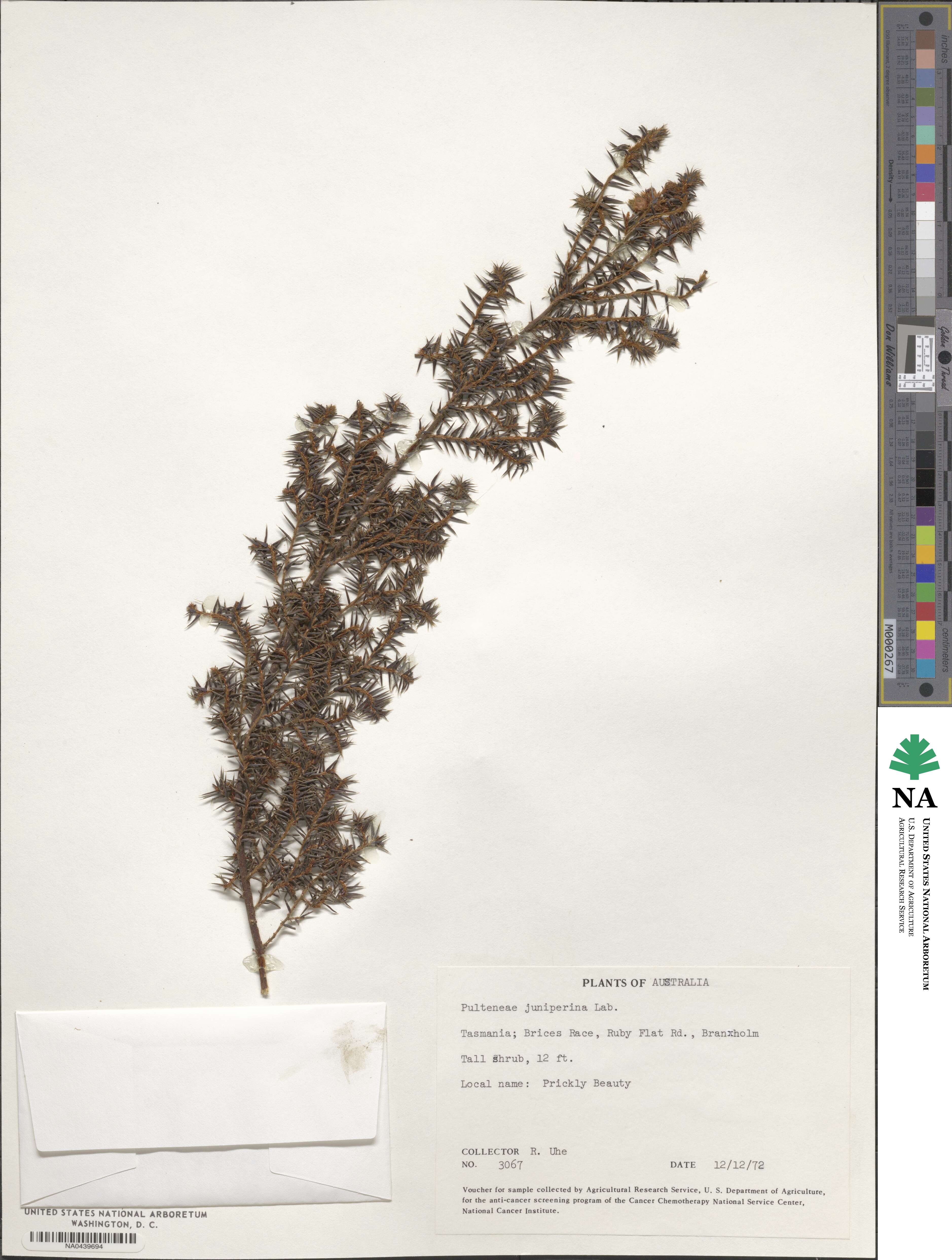 Pultenaea juniperina image