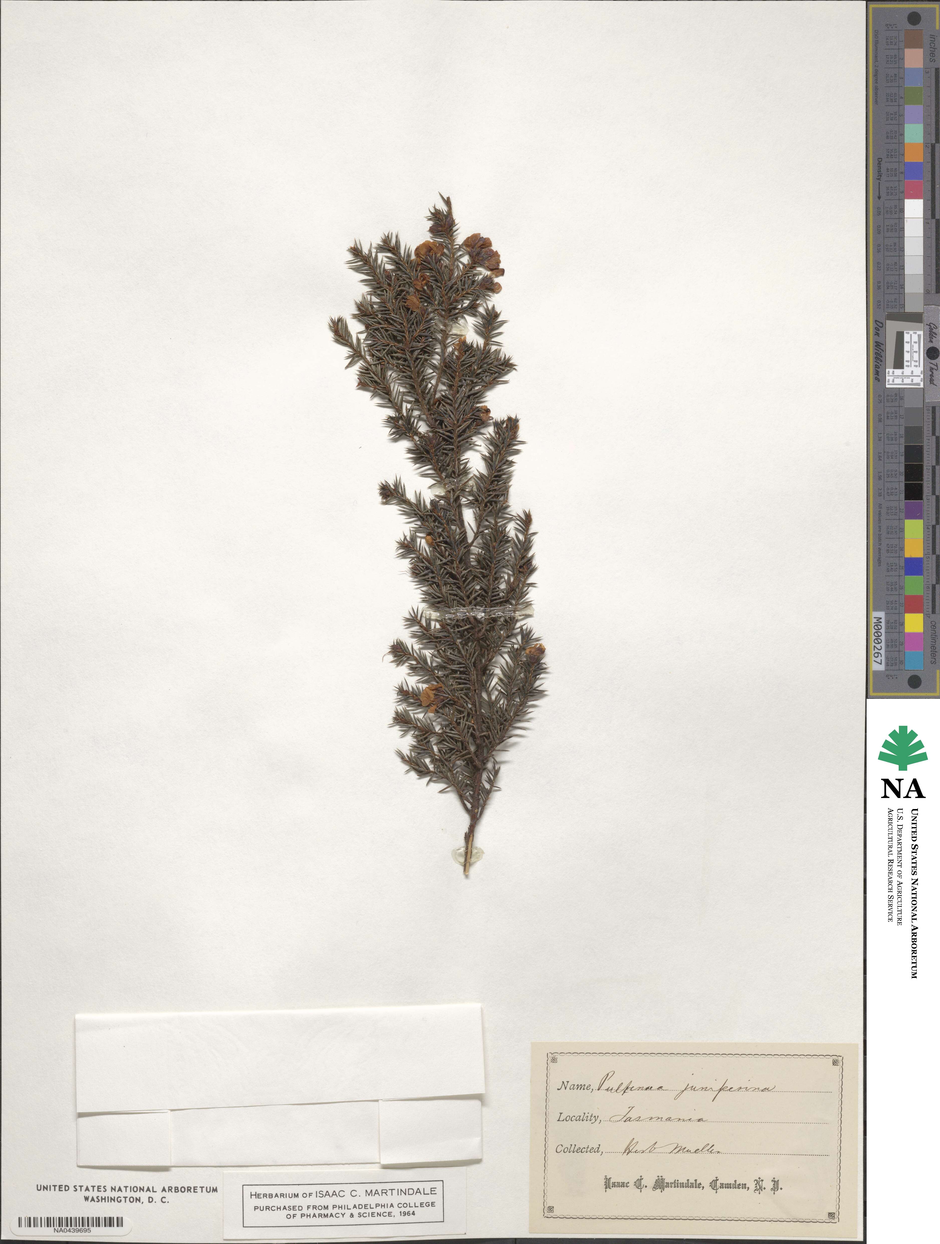 Pultenaea juniperina image