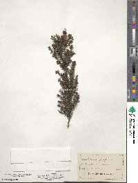 Pultenaea juniperina image