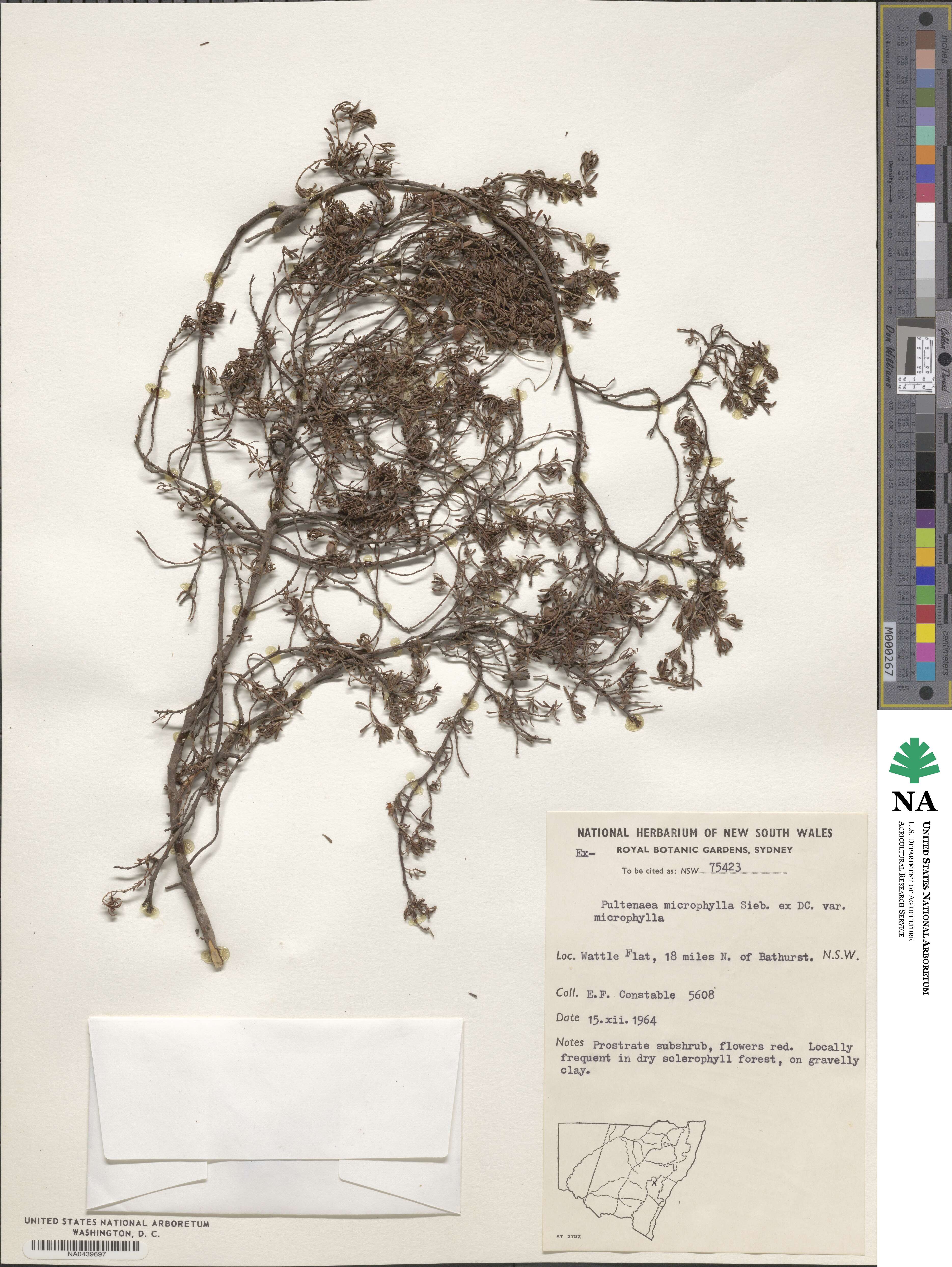 Pultenaea microphylla image