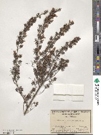 Pultenaea microphylla image