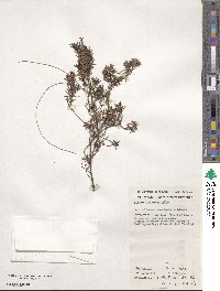 Image of Pultenaea laxiflora