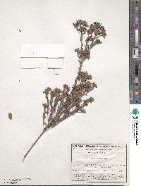 Image of Pultenaea retusa