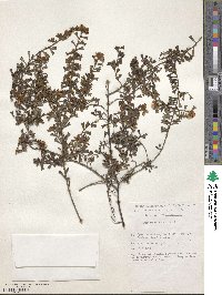 Pultenaea scabra image