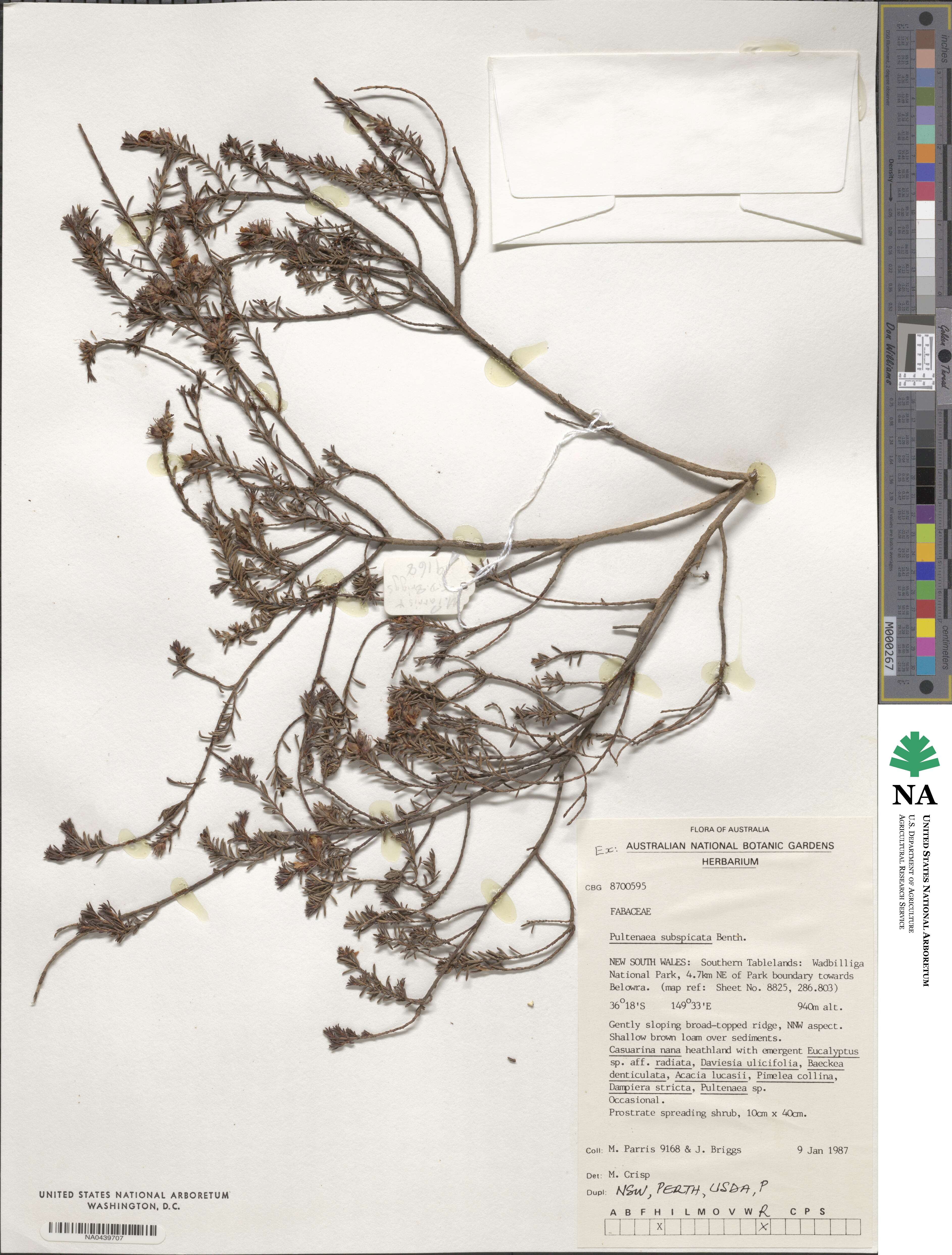 Pultenaea subspicata image