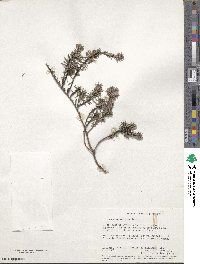 Image of Pultenaea verruculosa