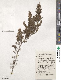 Image of Pultenaea villosa