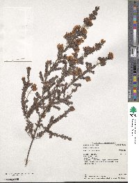 Pultenaea villosa image