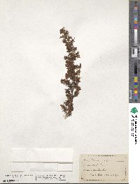 Pultenaea villosa image