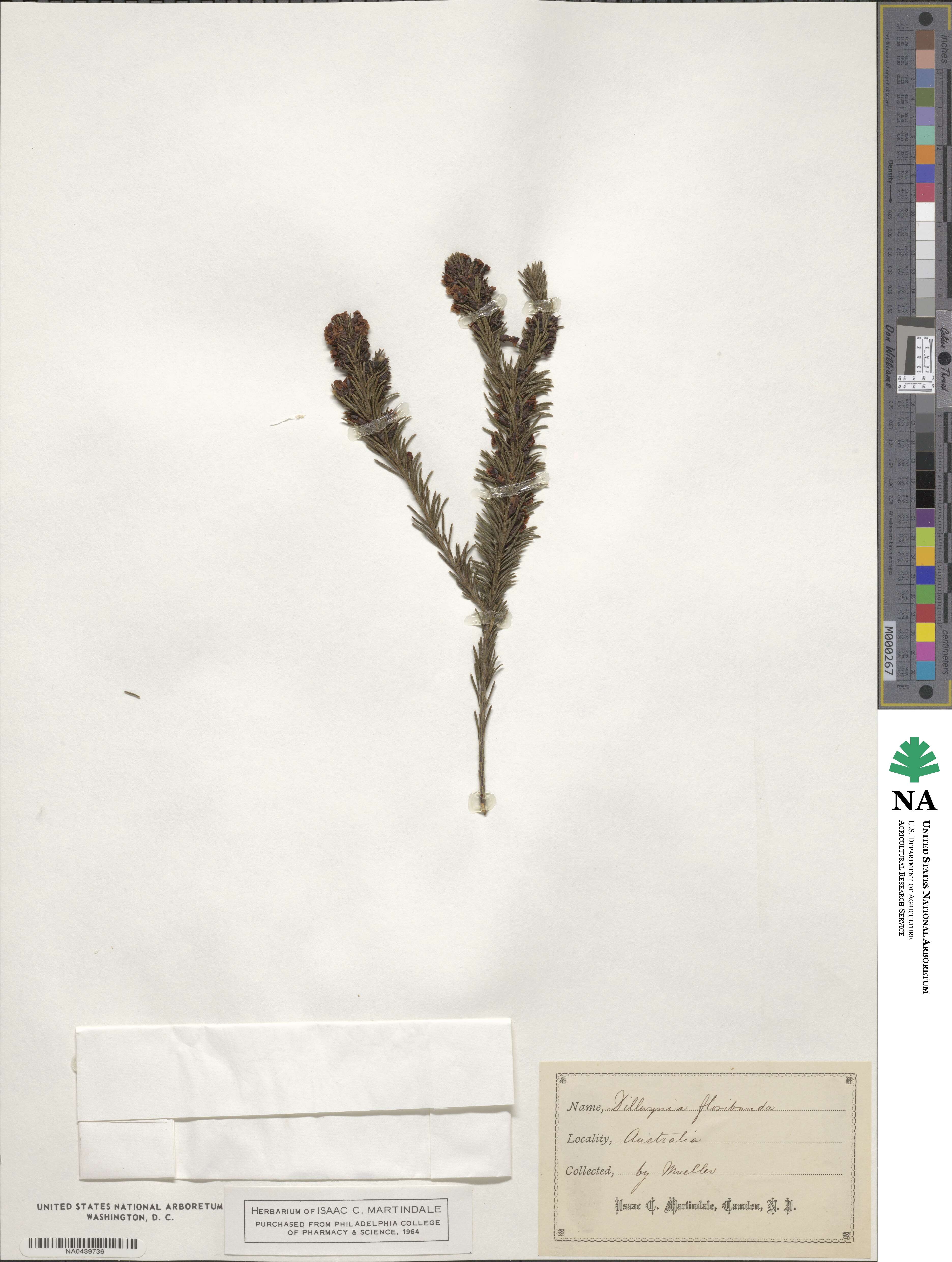 Dillwynia floribunda image