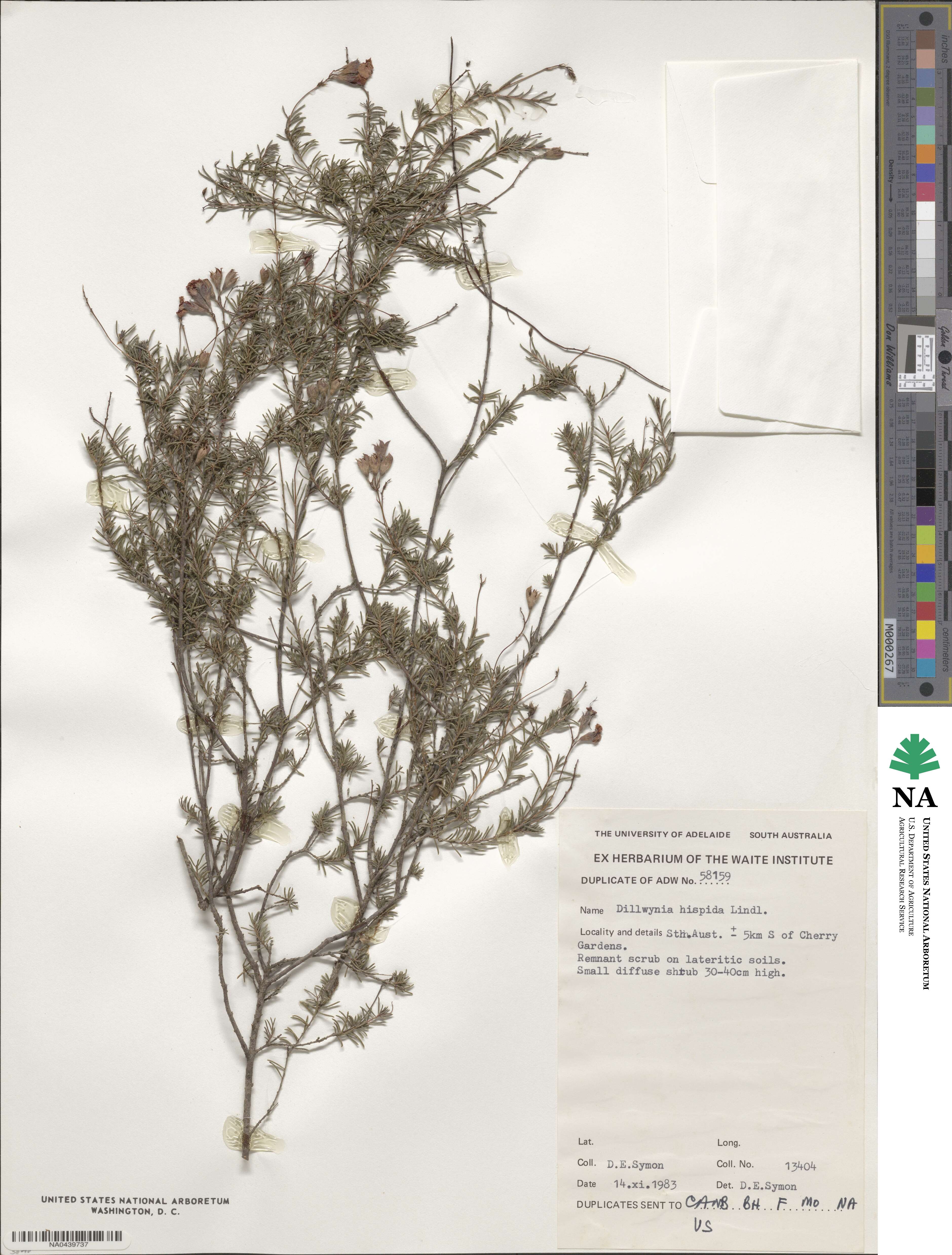 Dillwynia hispida image