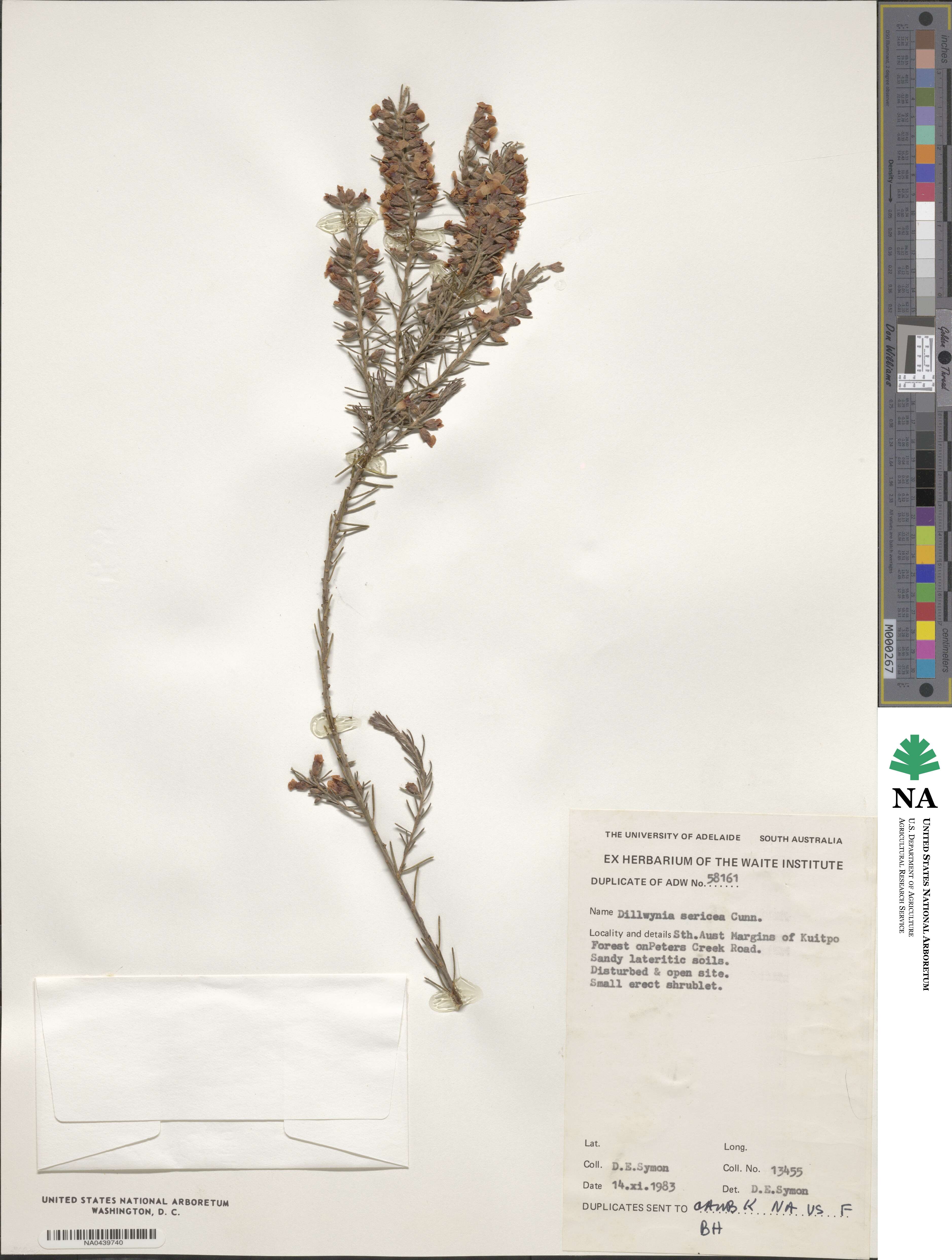 Dillwynia sericea image