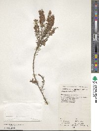 Dillwynia sericea image