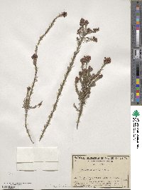 Dillwynia sericea image