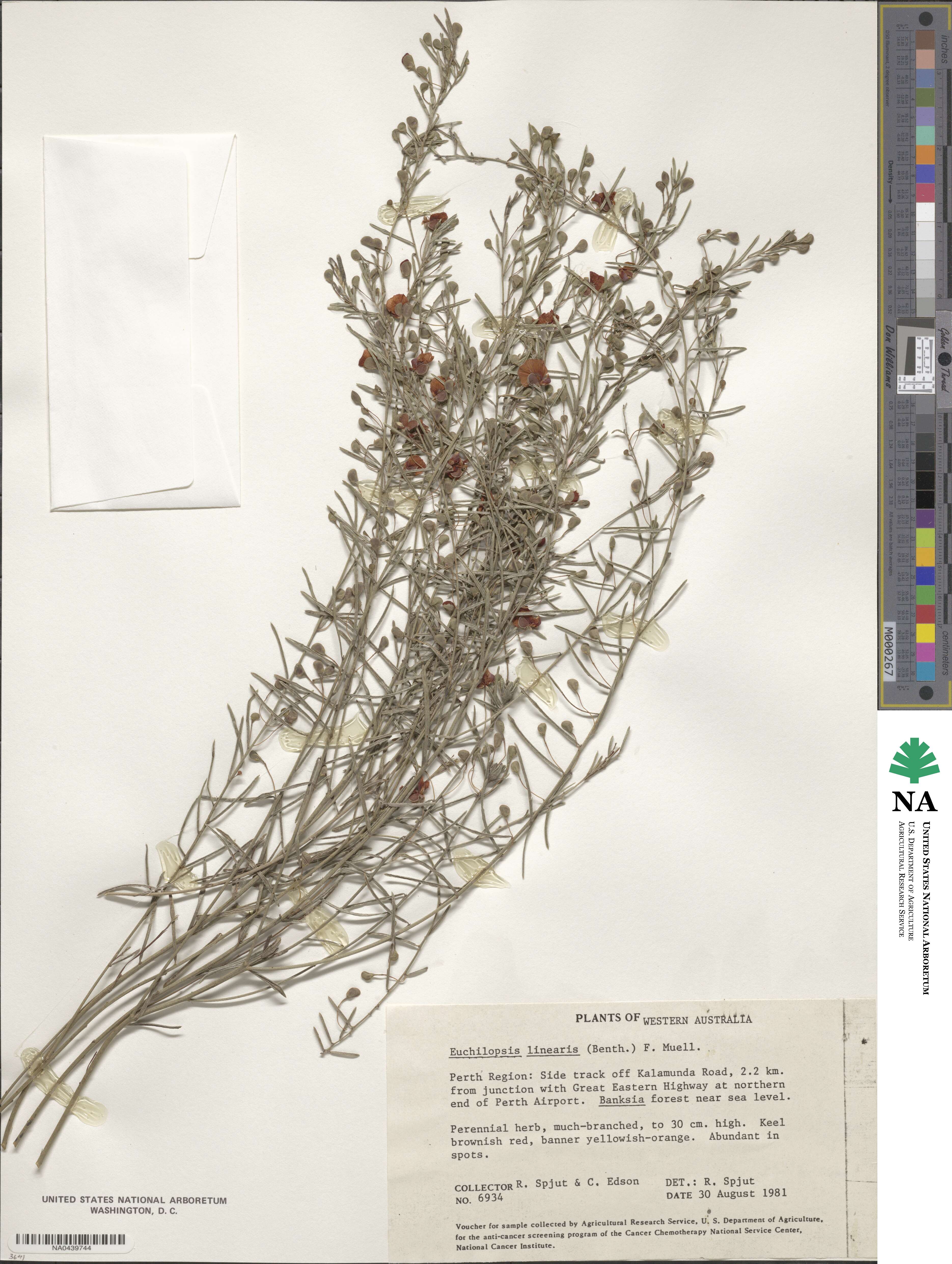 Euchilopsis linearis image