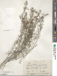 Image of Euchilopsis linearis