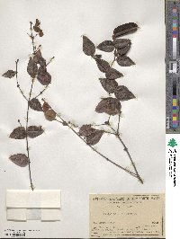 Platylobium formosum image