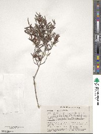 Bossiaea eriocarpa image