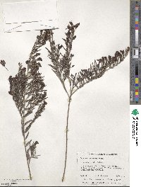 Bossiaea eriocarpa image