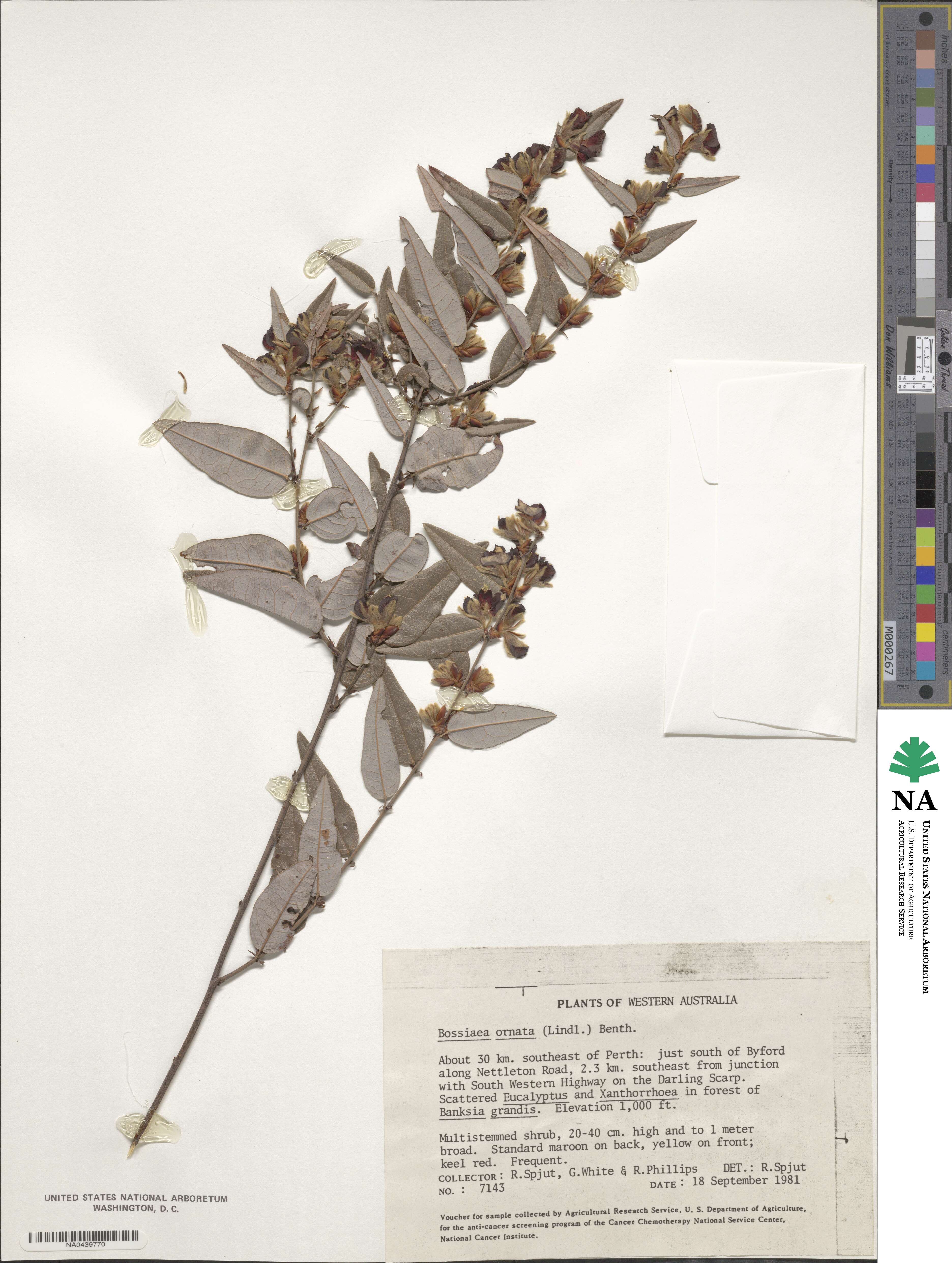 Bossiaea ornata image