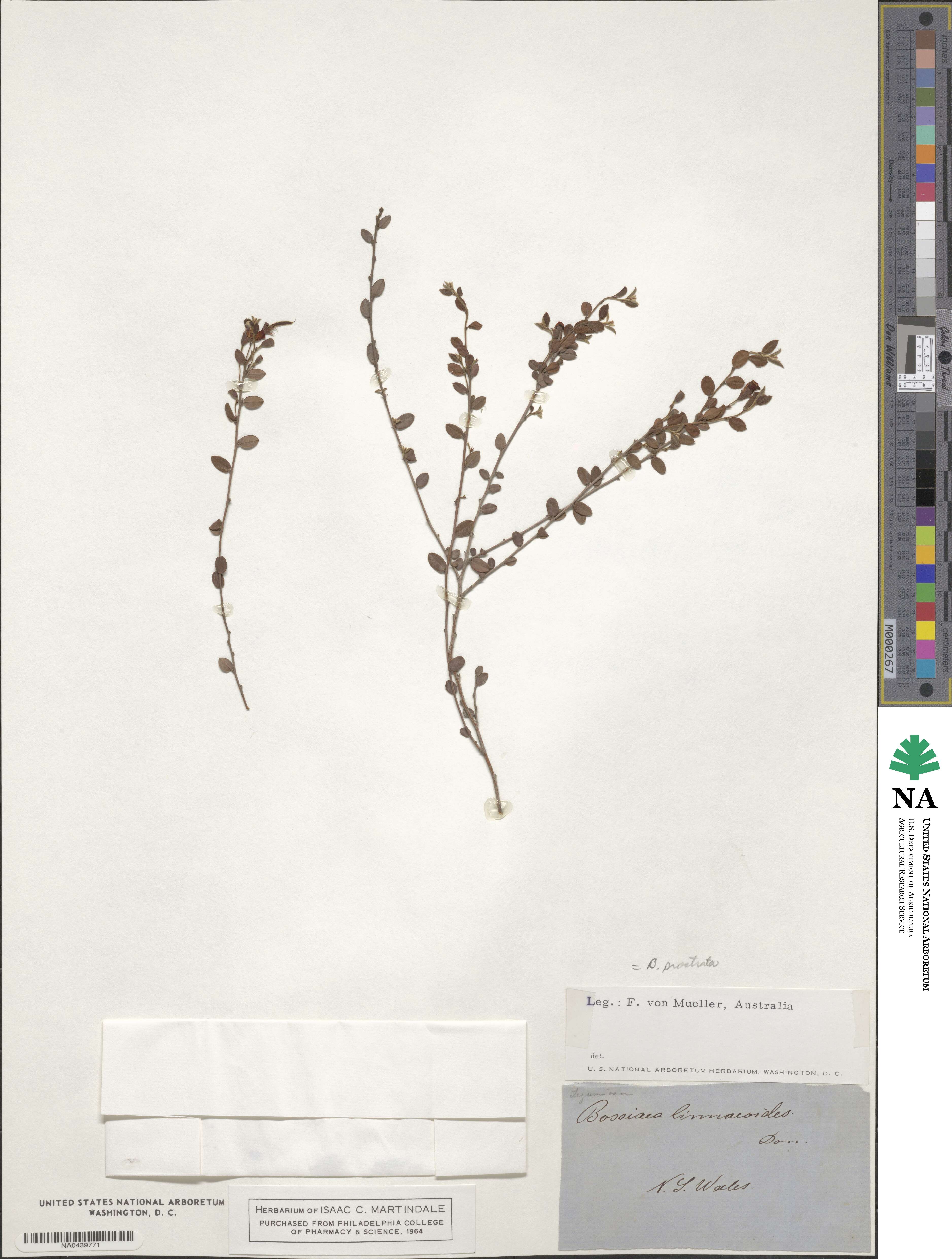 Bossiaea prostrata image