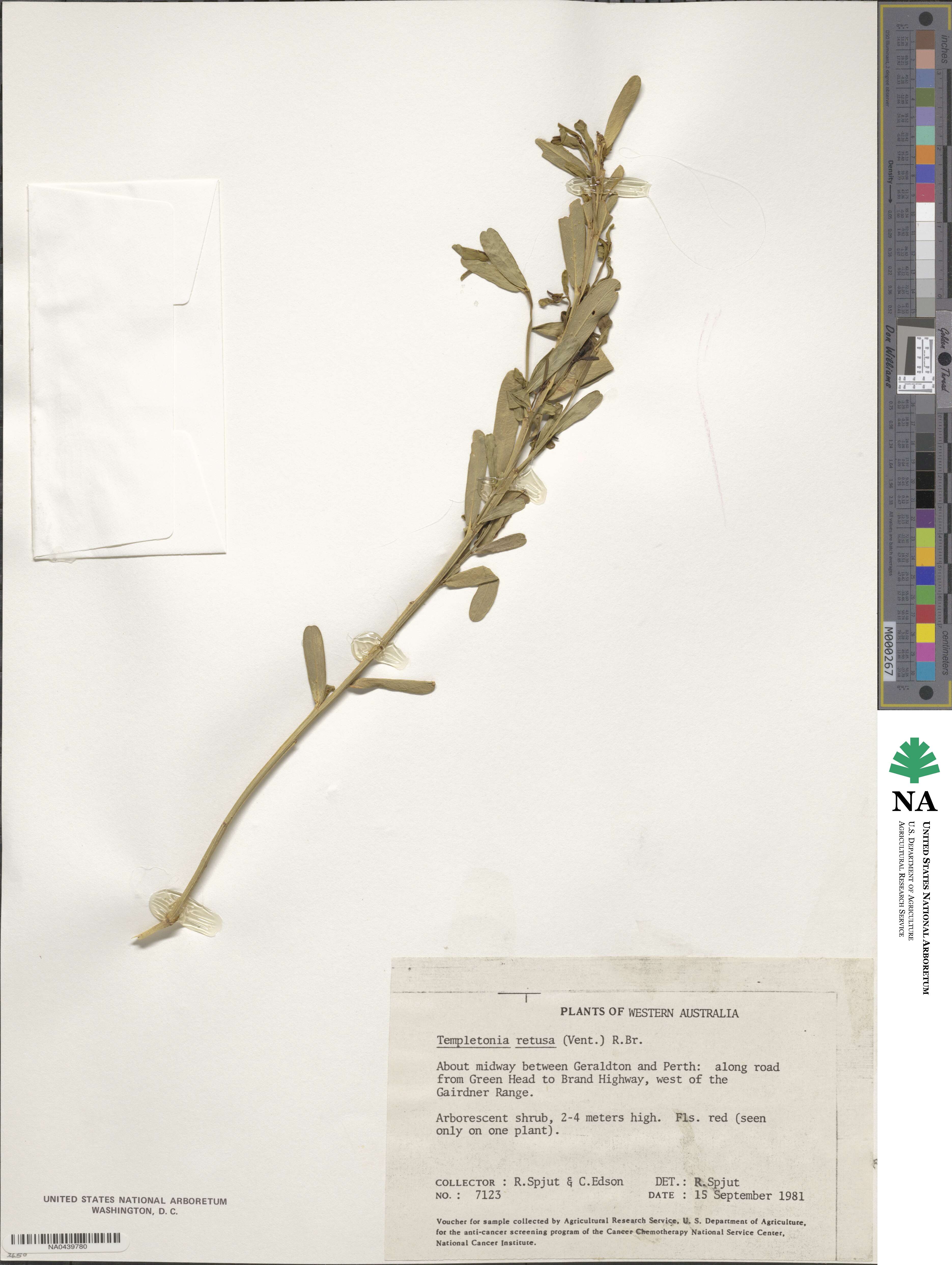 Templetonia retusa image
