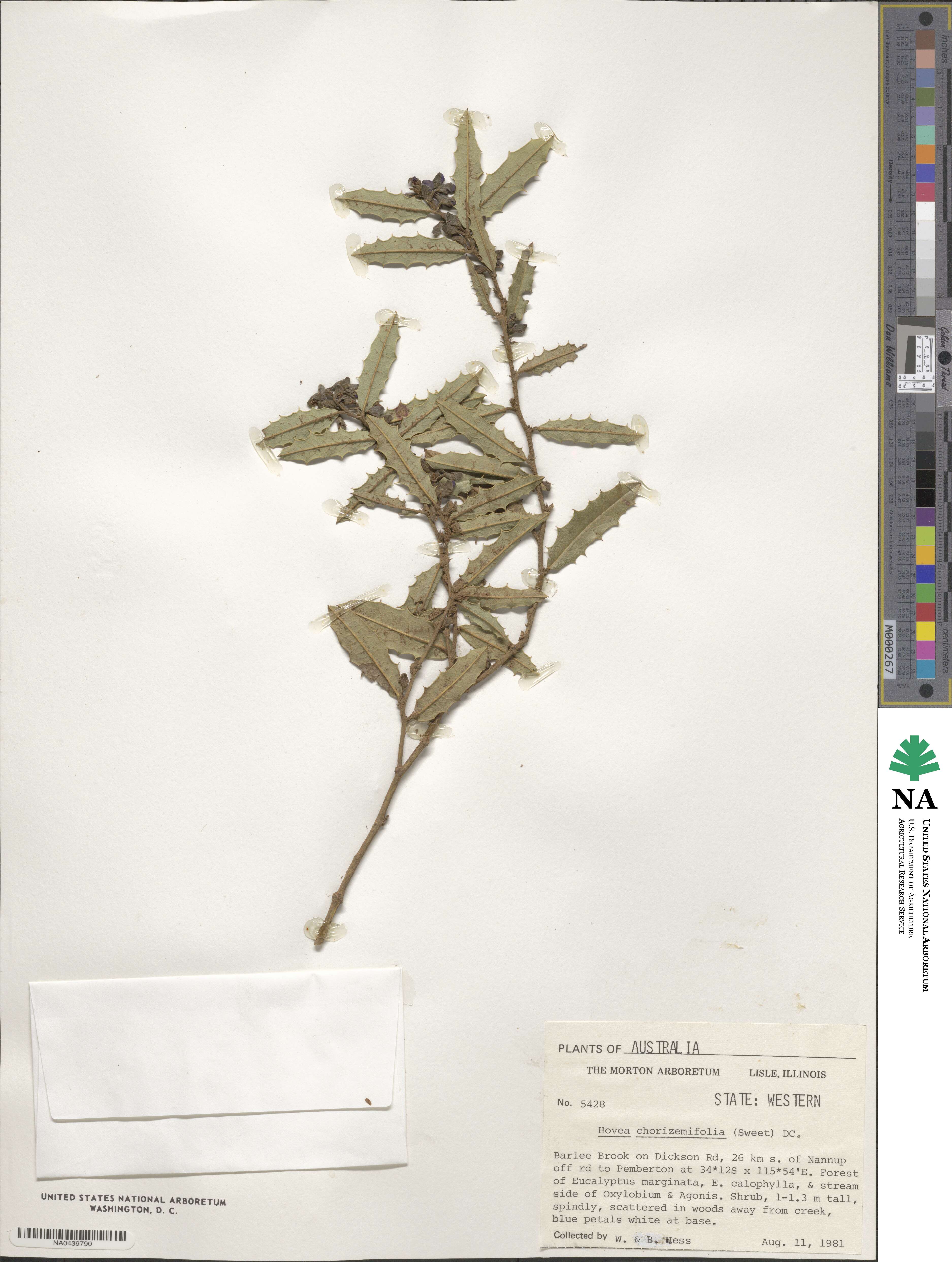 Hovea chorizemifolia image