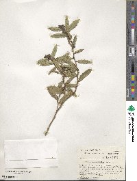 Hovea chorizemifolia image