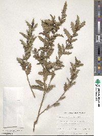 Hovea chorizemifolia image